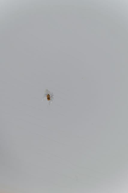 Guitar Mill JM body Olympic White Nitro Lacquer